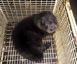 Photo copyright International Otter Survival Fund