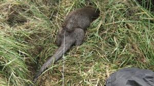 Otter caught in snare