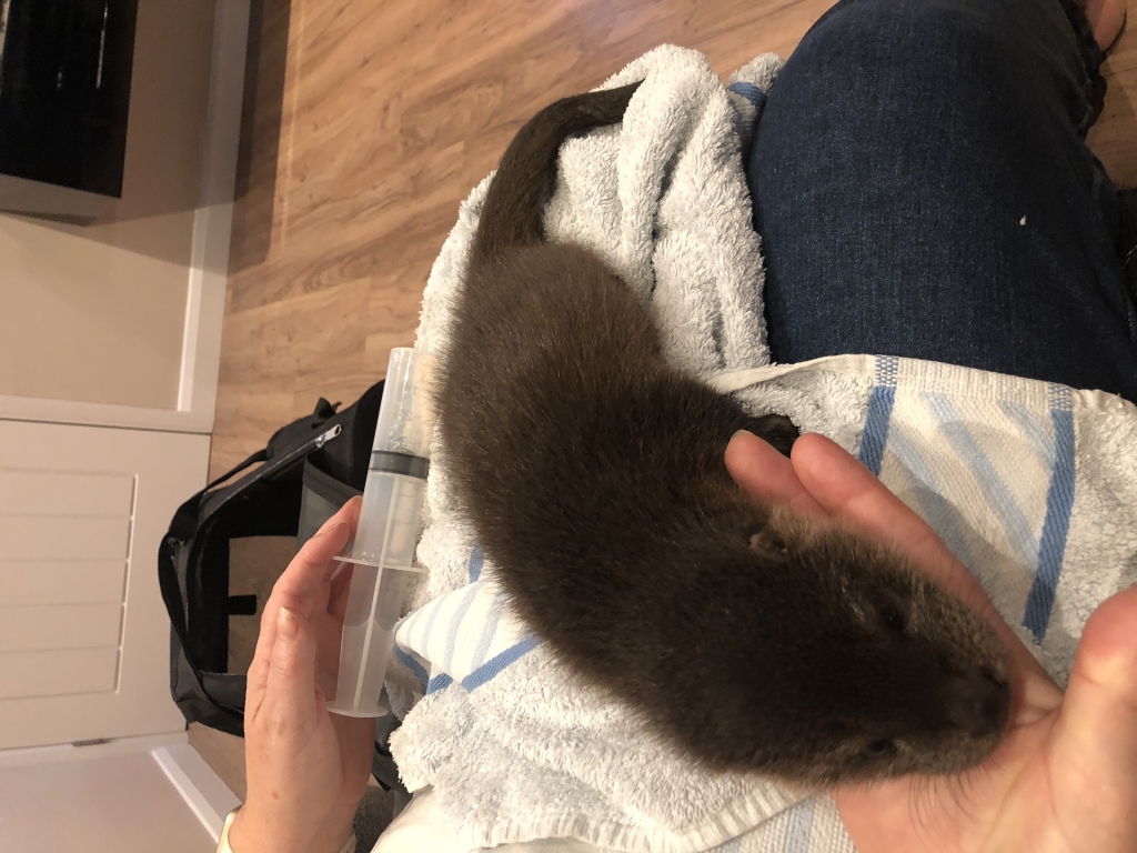 Rescued Otter Cub