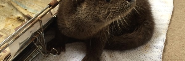 Gribun, the Otter Cub