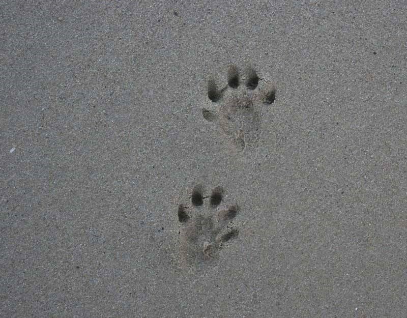 Otter footprints in sand